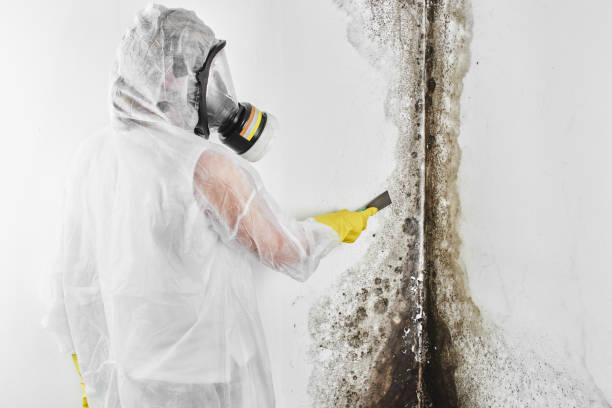 Professional Mold Remediation in Union City, NJ