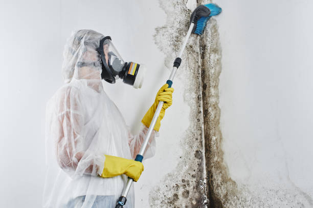 Best Black Mold Remediation in Union City, NJ