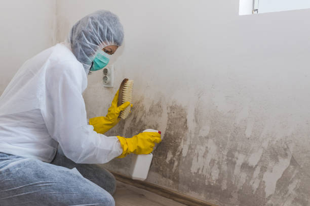 Best HVAC Mold Remediation in Union City, NJ