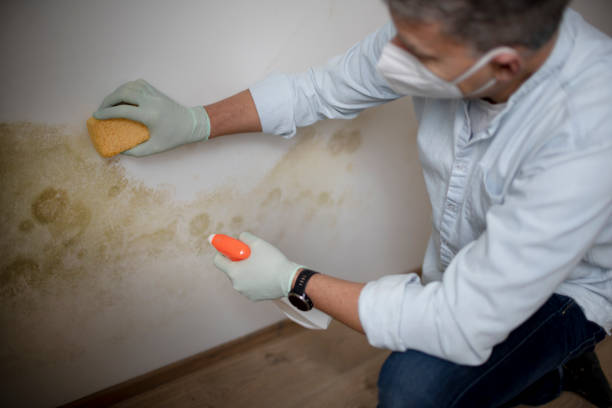 Best Residential Mold Remediation in Union City, NJ