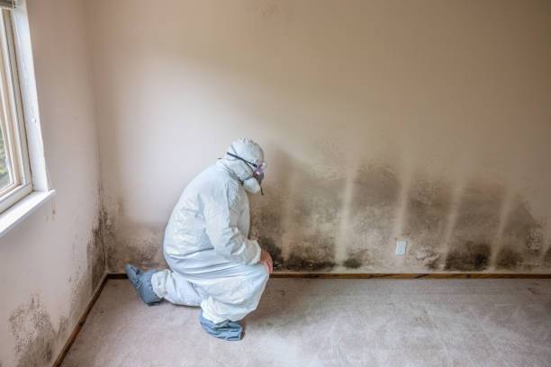 Professional Mold Remediation in Union City, NJ