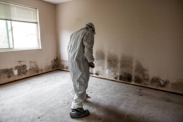 Best Residential Mold Remediation in Union City, NJ